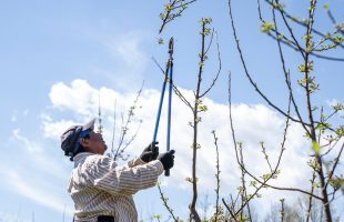 Cómo usar las escaleras para podar